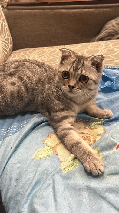 Срочно продам котят