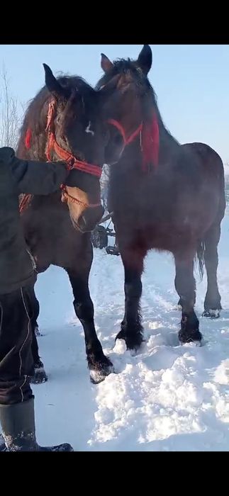 De vânzare doua iepe garantate și de ham 5 ani câte una det la telefon