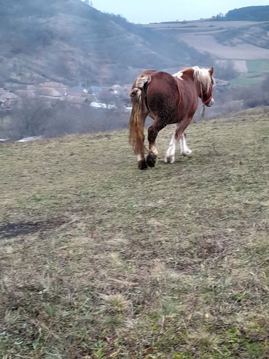 Schimb cu iapă neagră mânză și iapă cu acte