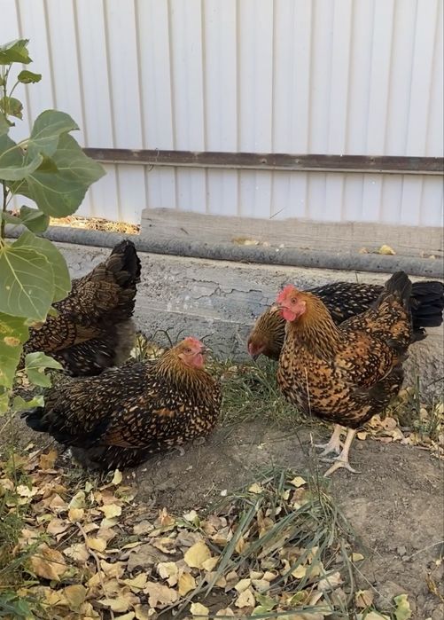 Продам домашный яйцо