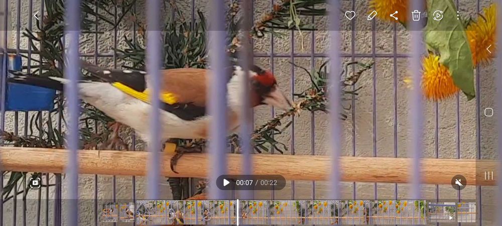 Продаётся щегол черноголовый.