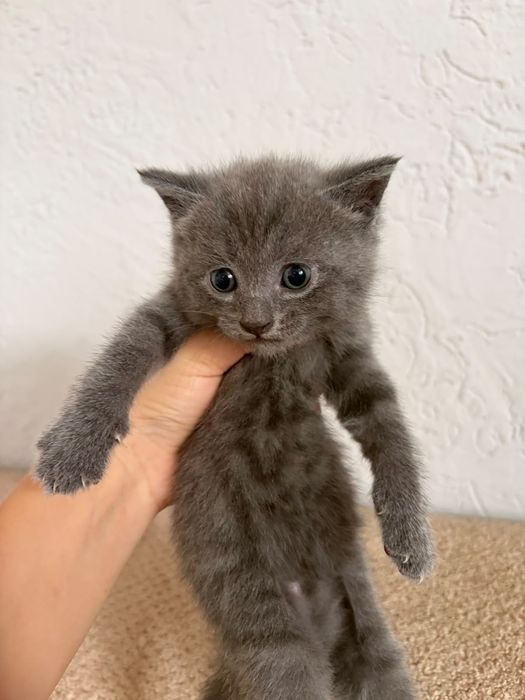 шотладские котята
