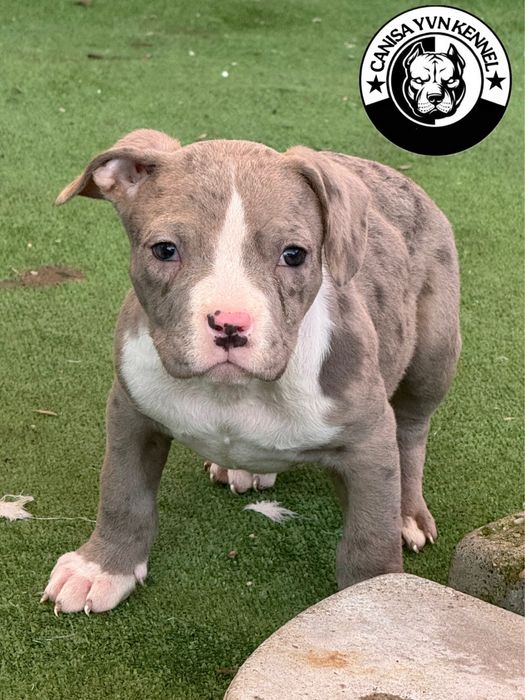 Mascul amstaff blue merle