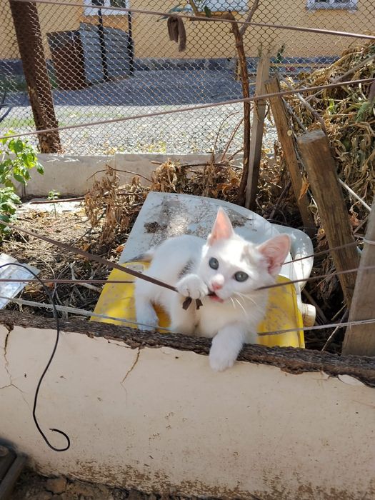 Ласковый котик мальчик