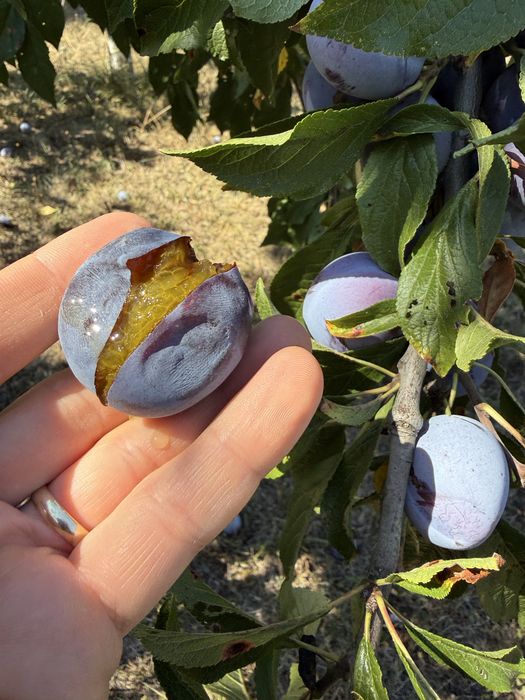Vand pune pentru tuica, prune coapte, prune zemoase