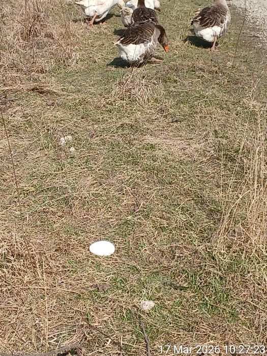 Vand oua de gasca pentru consum sau incubatie