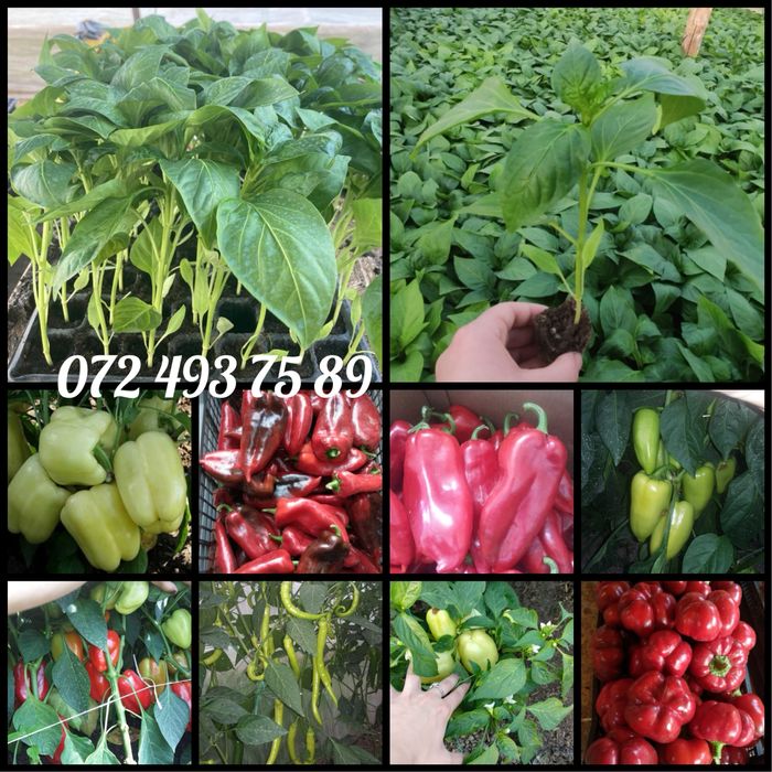 Rasaduri de legume la pret de producator! Rasad rosii, ardei, vinete