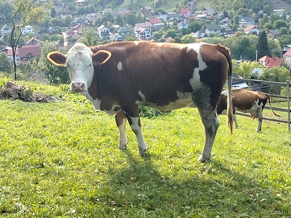 Vand juninca gestantă