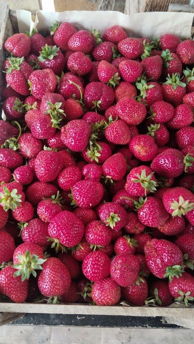 Продаже клубника читать