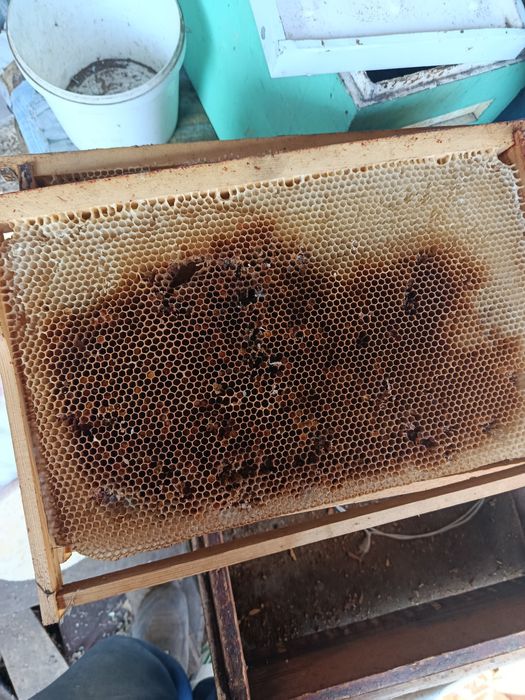 Продам сушь для пчел