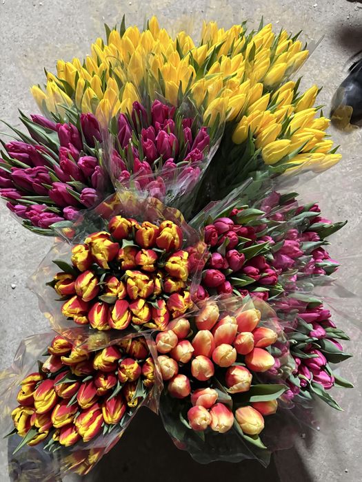 Самый крупный тюльпан в Астане уже скоро в городе