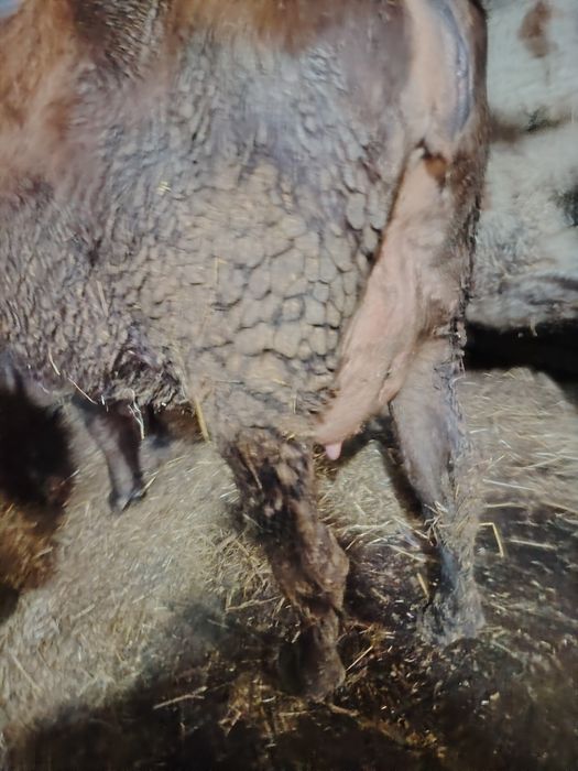 Junincă la prima fătare