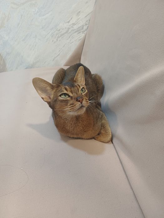 Абиссинская кошка