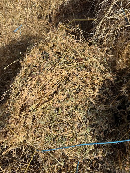 Vând baloți lucernă