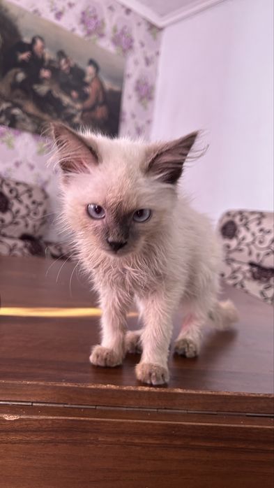 Отдам котенка в добрые руки