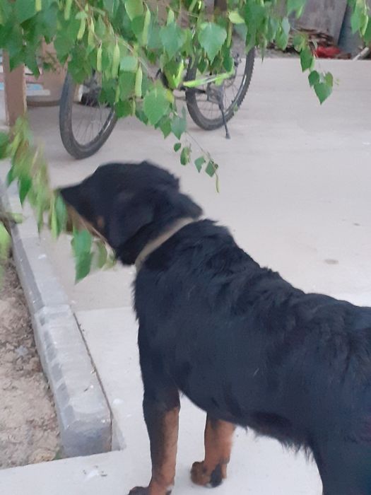 Кобель ягдтерьер вязка