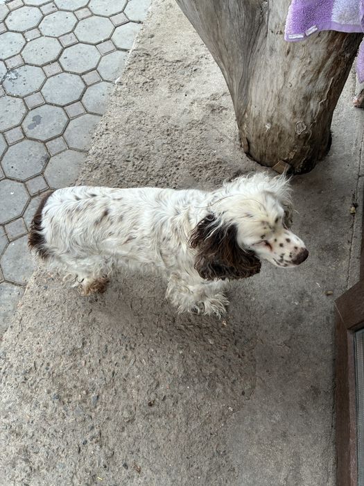 Русский спаниель. Сука.