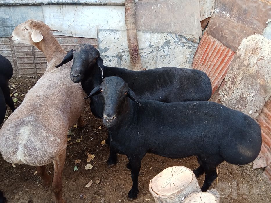 Qo'zi Qo'chqor Sotiladi