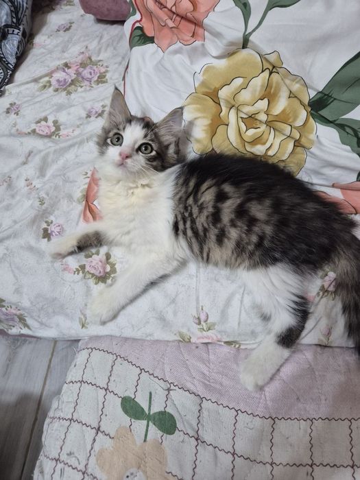 Замечательный котенок ждёт хозяина