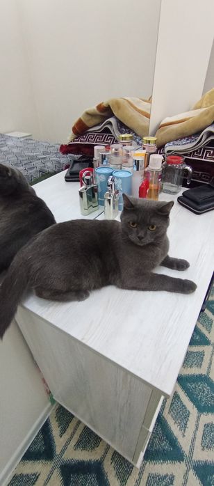 Мушук сотилади киз бола