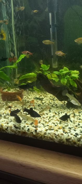 Аквариумные  рыбки