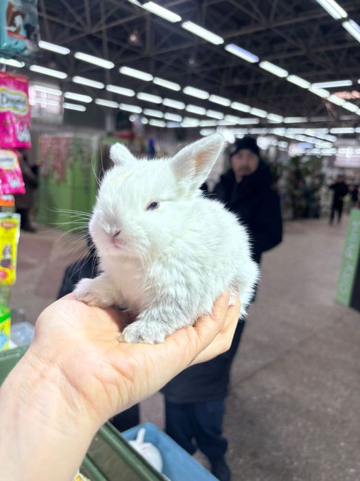 Кролики декоративные