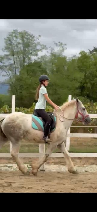 De vanzare cal Echitatie Pinto