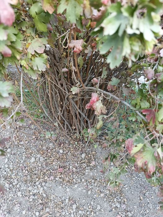 Саженцы смородины