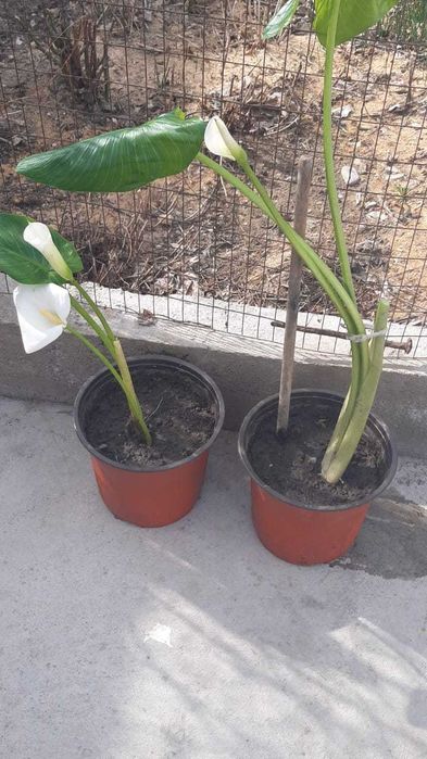 Калла белая в горшке