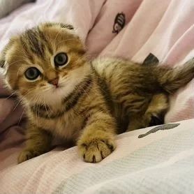 Вислоухие Котятки••