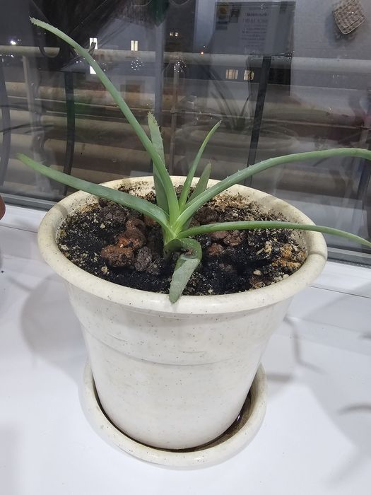 Продам цветок алоэ