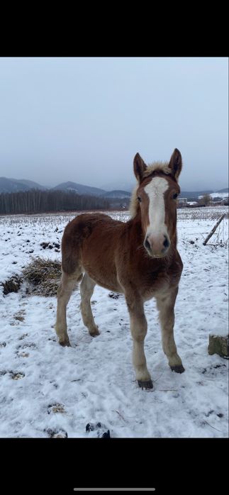 Manz blond de 7 luni greu