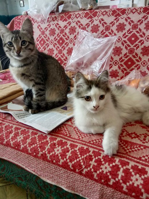 Котята в хорошие руки