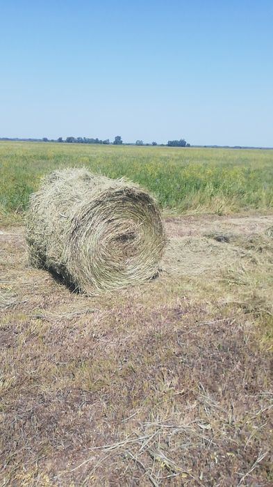 Сено луговое разнотравие.