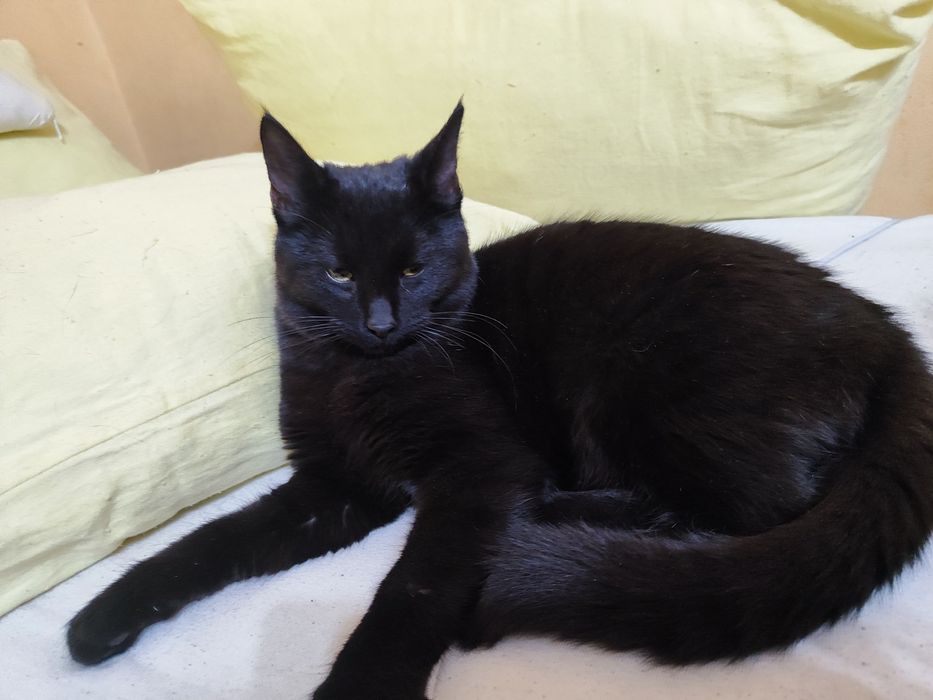 Черно бебе коте. Бамбйска котка