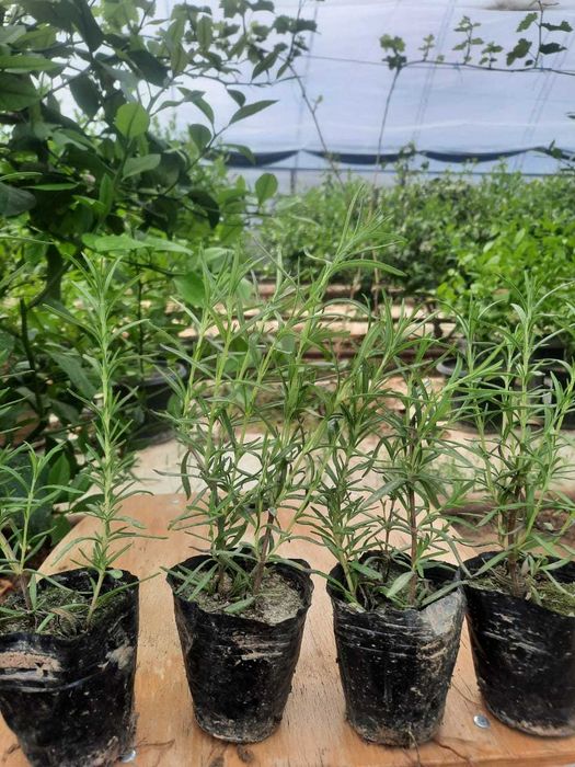 Саженцы Розмарина