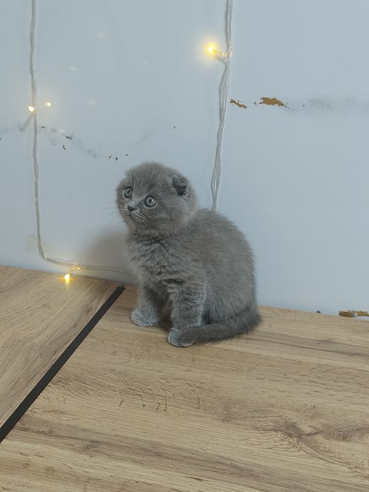 Котята Шотландская вислоухая