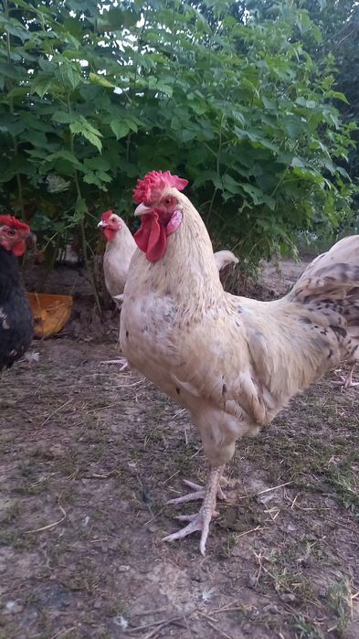 Петух Пущкинской породы