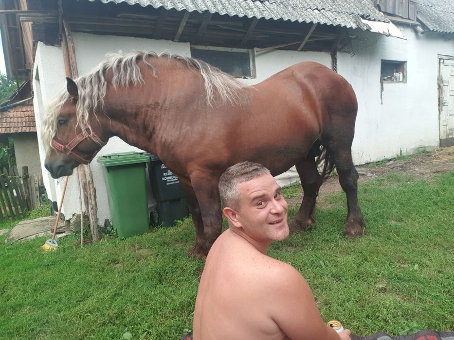 Armasar de calitate, posibil monta 5 ani in 3  mai