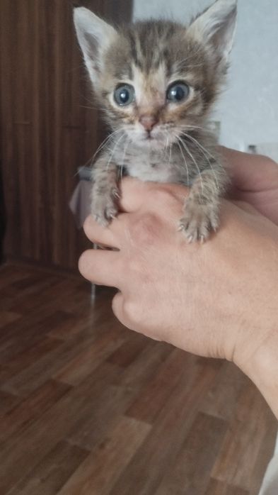 Малыши ищут дом.