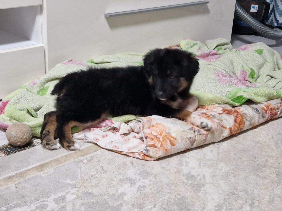 Отдам щенков только в добрые руки.