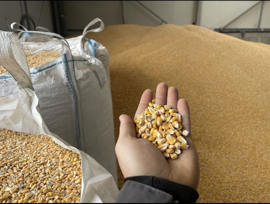 Cereale Boabe Porumb Furajere Uscate