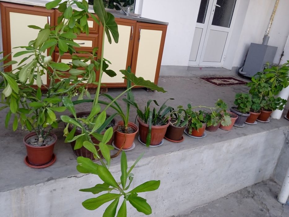 Gul shnavandalari uchun gullar