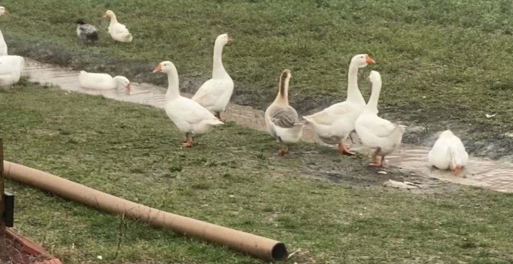 Oua fertile de gasca ouatoare