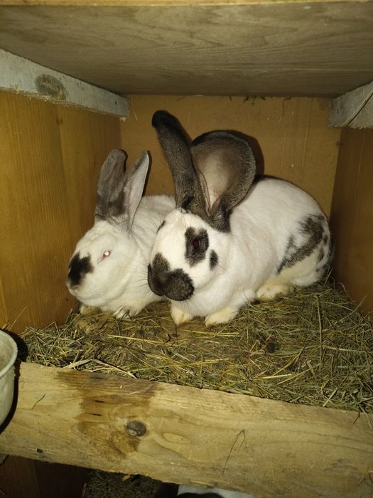 Vând iepuraș de două luni