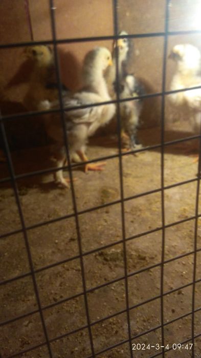 Продаются цветные домашние цыплята