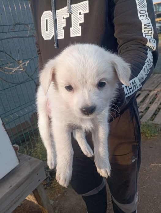 Щенок 2 месяца в добрые руки