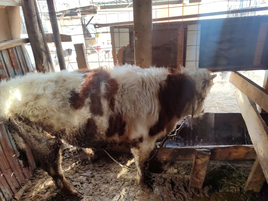 Өгіздер сатылады