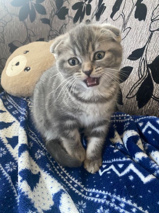 Шотландски клепоухи