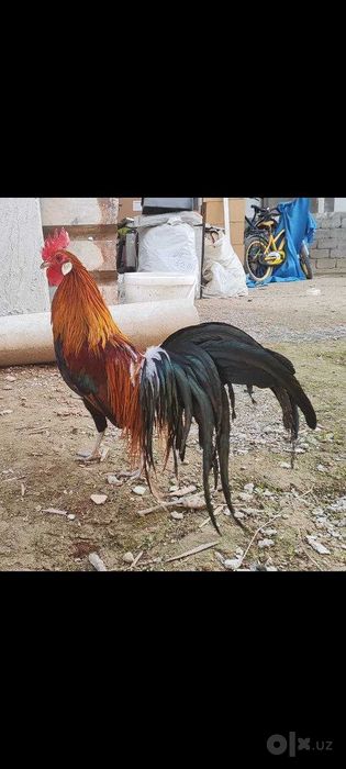 Феникс хорози.       .